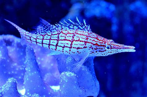 hawk fish|Longnose Hawkfish Care Guide: Tank Setup, Diet & Behavior.